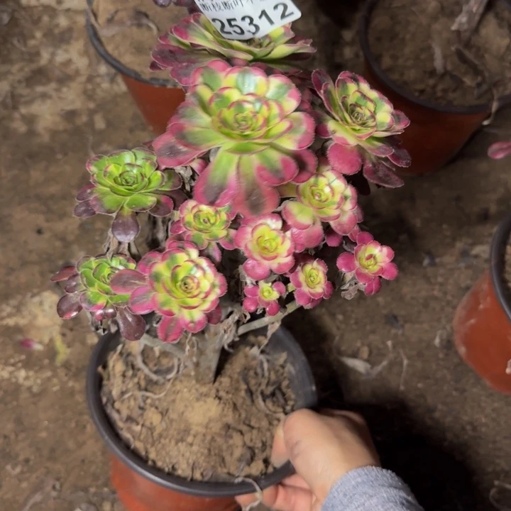 25312南冰淇淋多肉植物