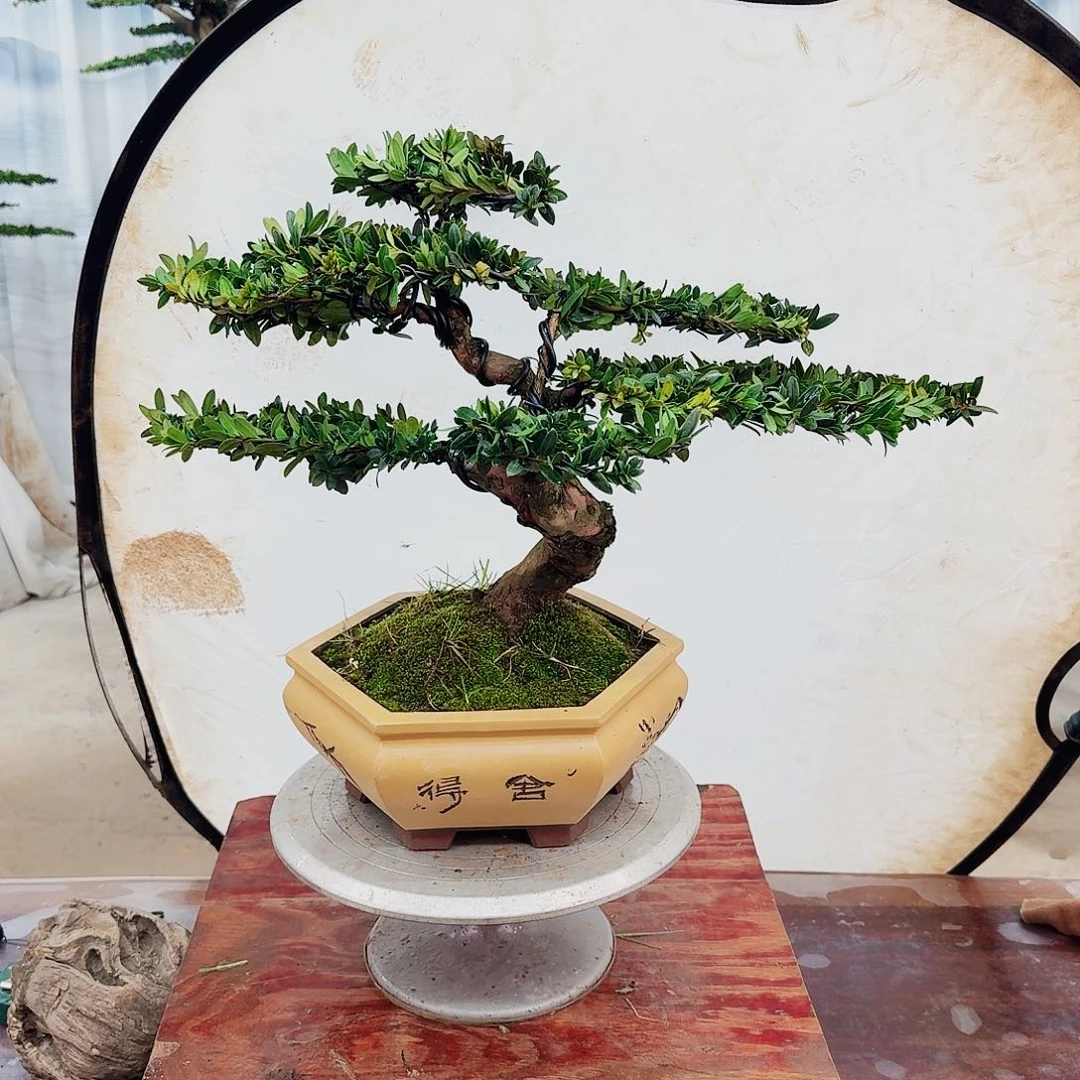 盆景罗汉松一物一拍