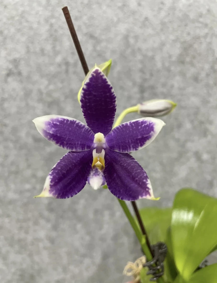 [蓝路帝交柳林蓝珍]2.5寸开花超大棵盆栽室内花卉植物四季开花