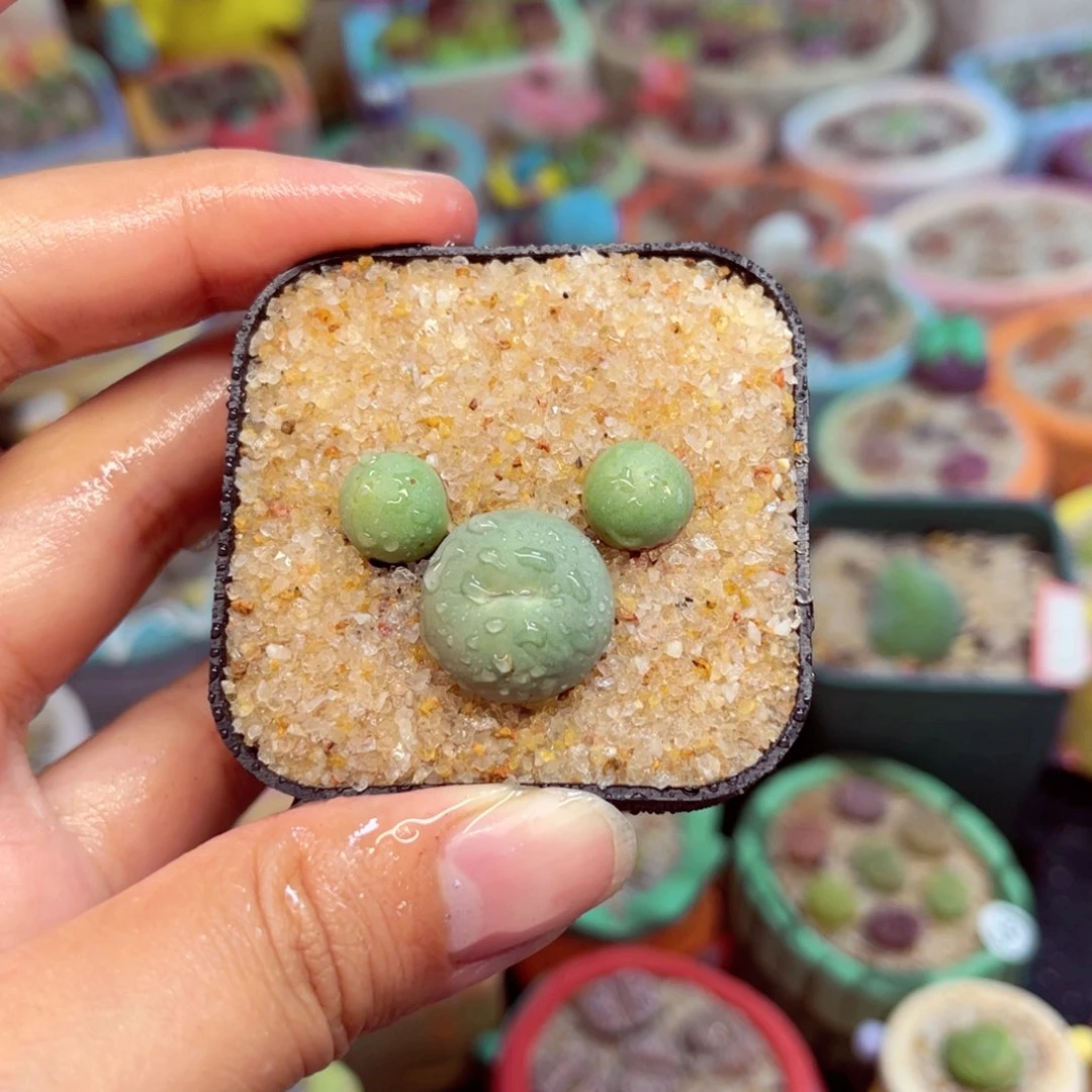 796. 679678777777788