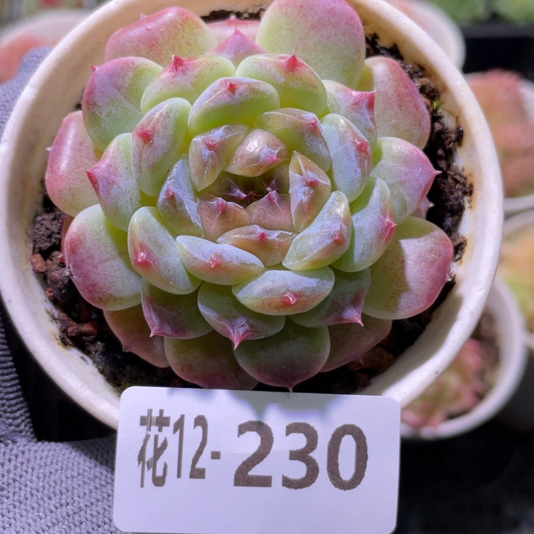 花利美12-230秘境冰魄