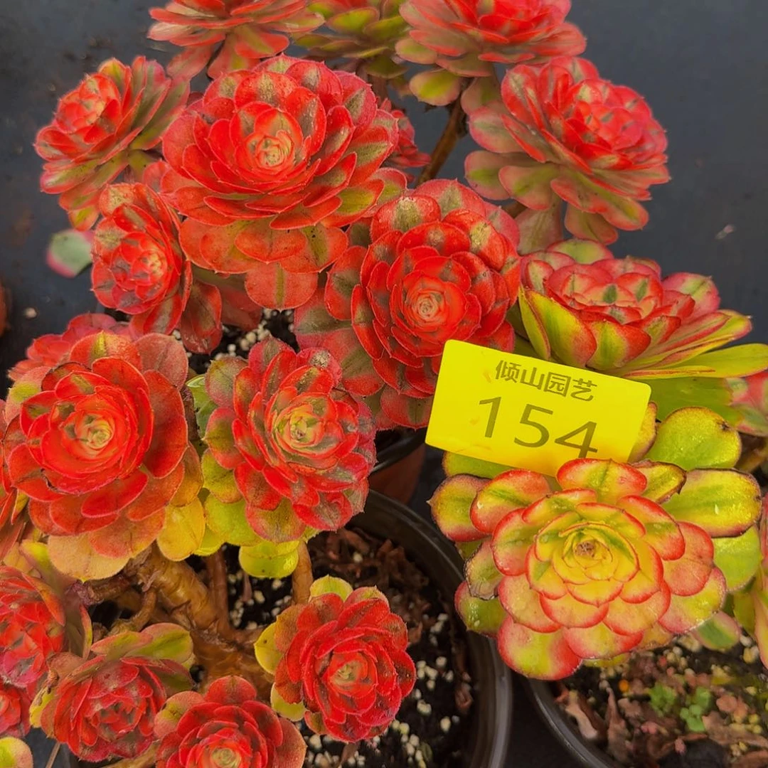 李***）154号多肉植物荔枝