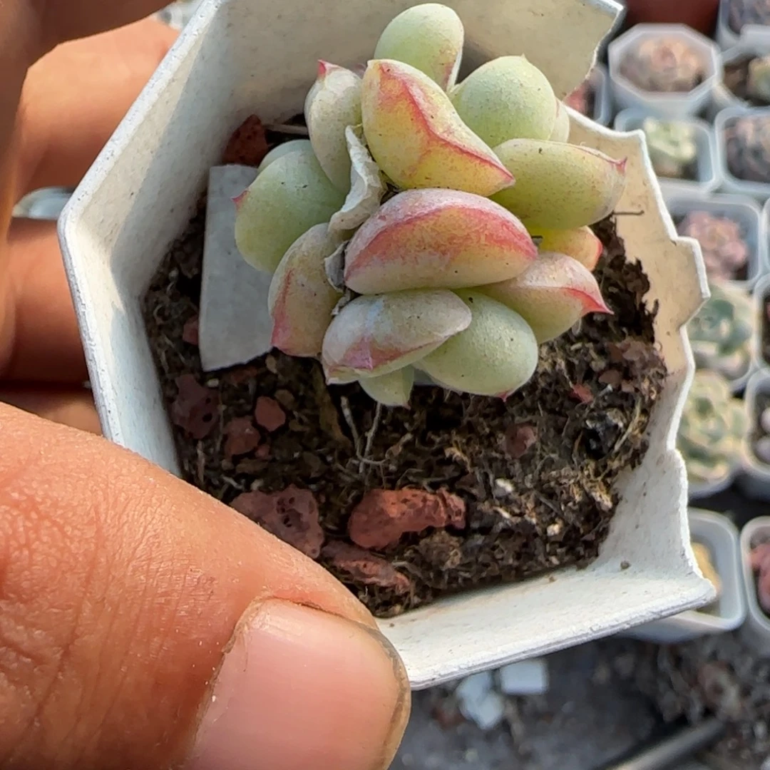 多肉小卡拉米糖心一物一拍