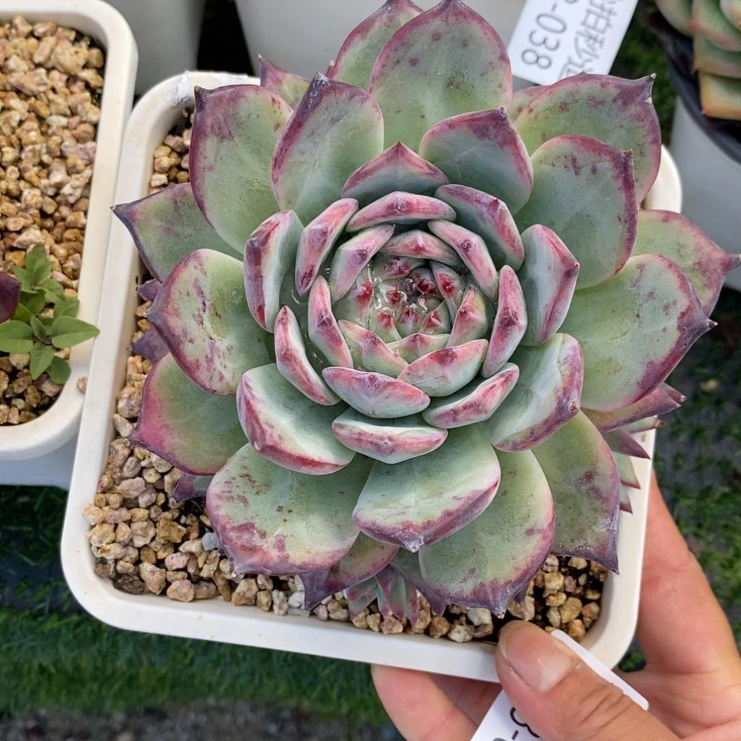 勿秒拍秒退 9028-39比翼鸟