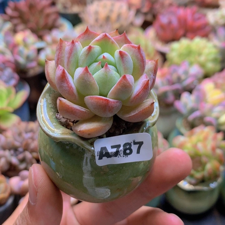 一物一拍含盆土满38包邮A787