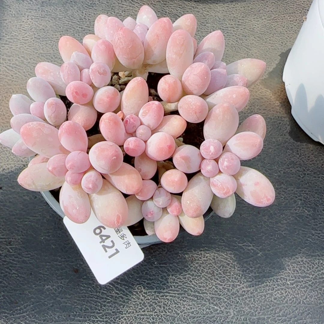 汤圆无砍，6421多肉植物