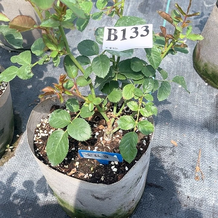 当前无花朵，栽培后可花朵金丝雀133号