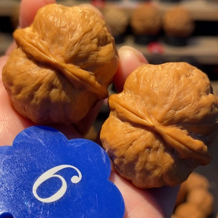 木质类玉面冰蟾37尺寸