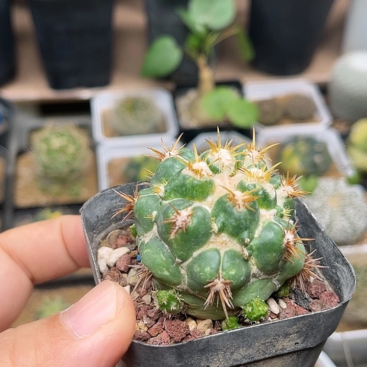 无花朵刺缀象牙丸自根4.5