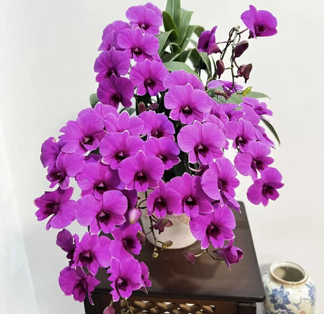 【李先生】（朝阳！单剑##90杯）石斛兰室内阳台观赏花