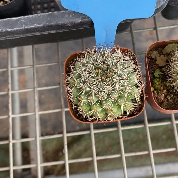 ฅ****伯克利和格蕾纳等著名