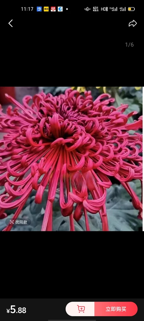 菊花小苗，包对版，五颗起包