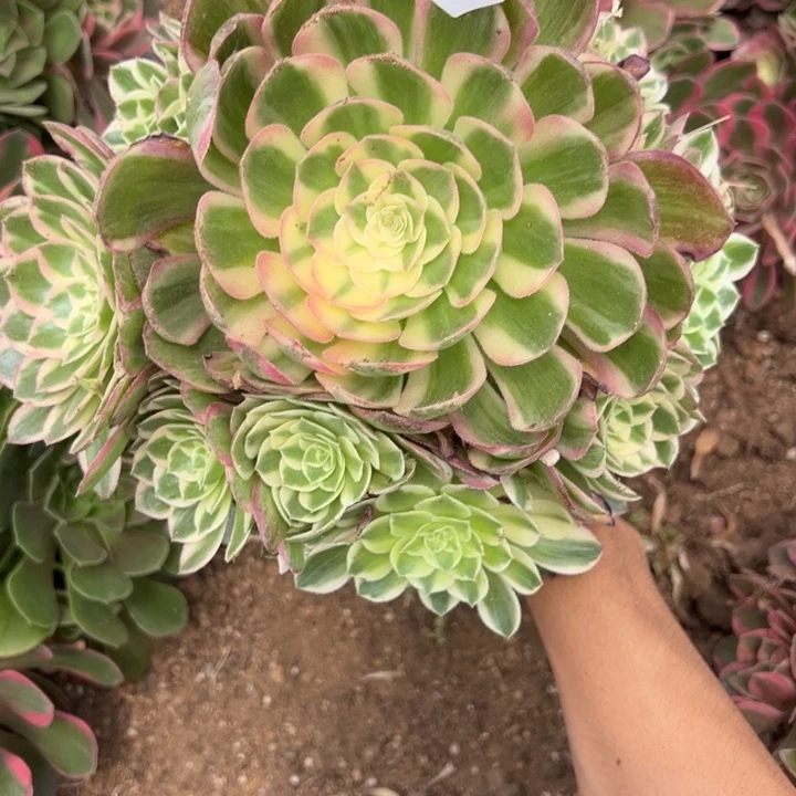 玉芙蓉多肉植物345