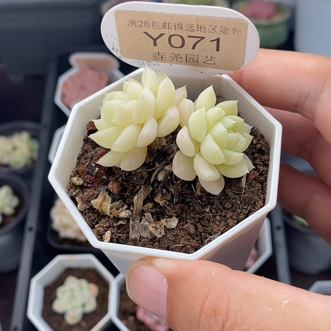0071 白天鹅 5cm