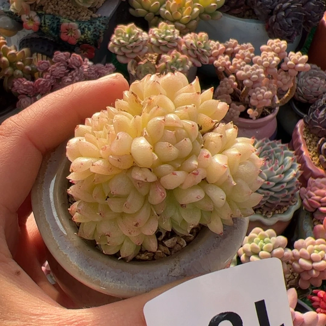 C****大183 多肉植物组合盆栽