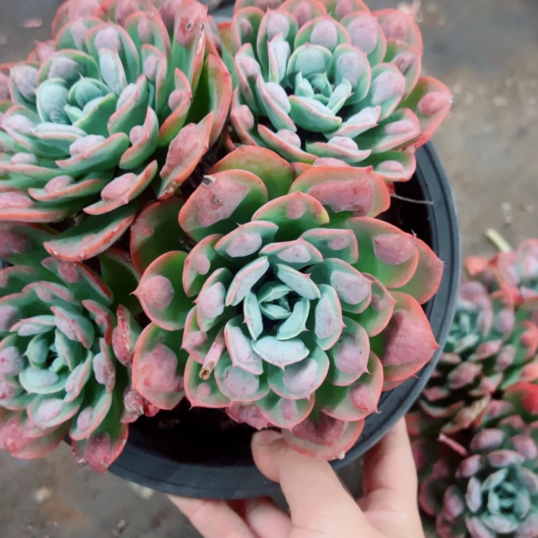 雨滴四大头起发老桩