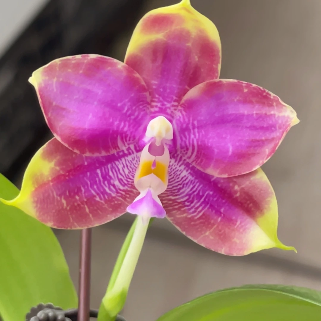 完全开放美琪莎宾娜742-1239