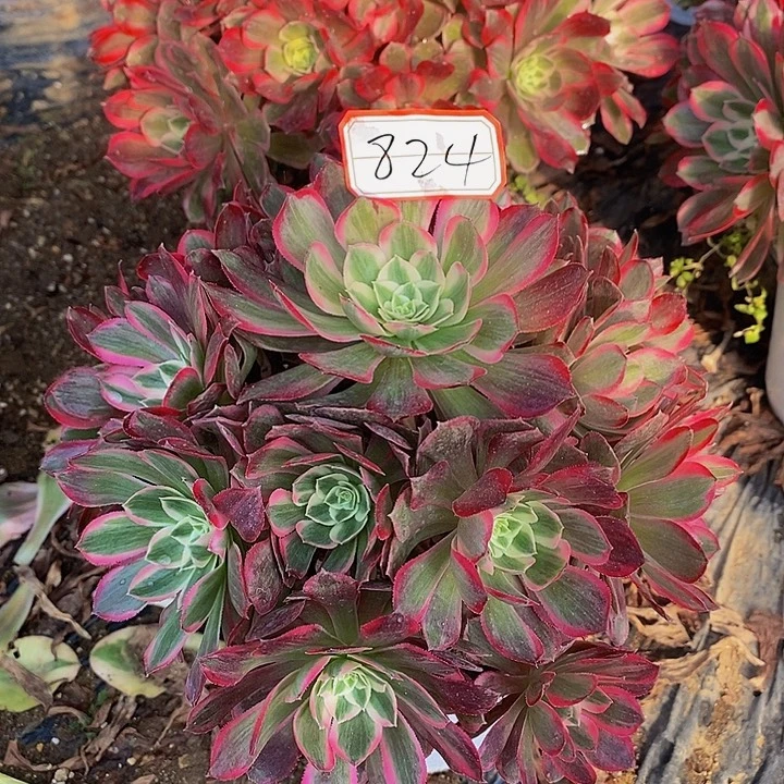 孔雀翎老桩捧花824号