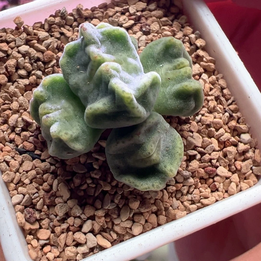 倪***八0912，蛙哥种源，鬼脸绿豆糕