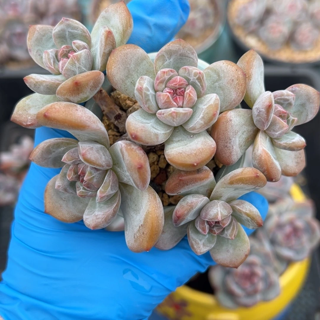 石榴籽星影5头老桩