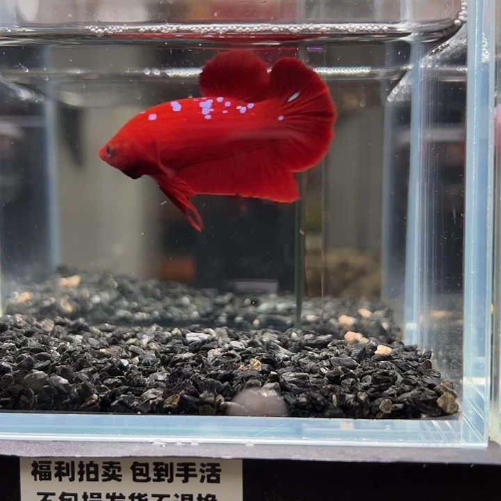 斗鱼竞拍跑单拉黑25日132