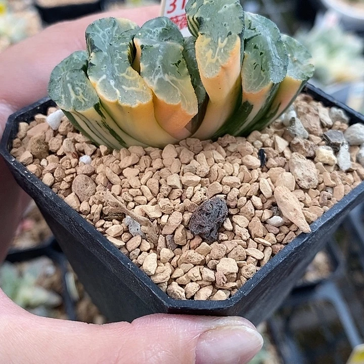 310北宅玉扇锦一物一拍