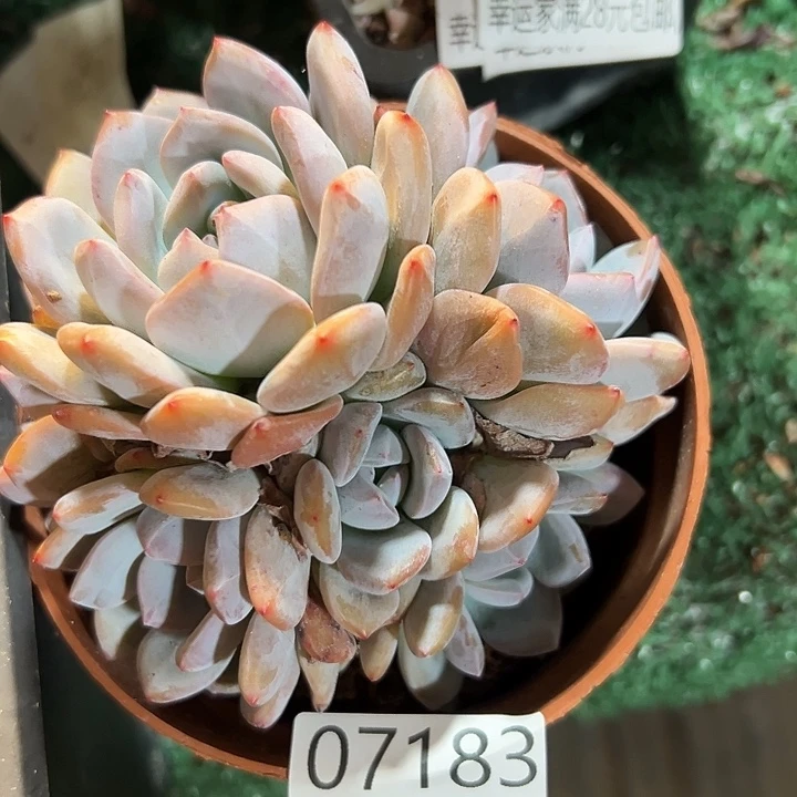 幸运的是我还在等你呢