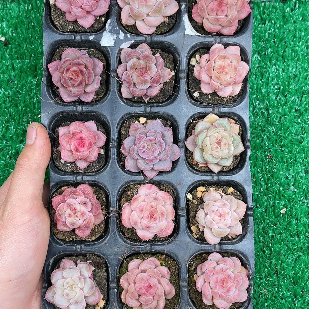 精品多肉一物一拍20-178