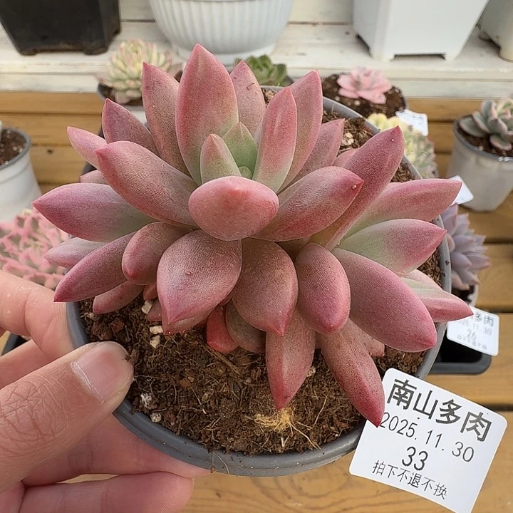 赫菲斯托1111130-33