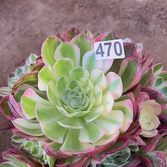 简*多肉植物一个