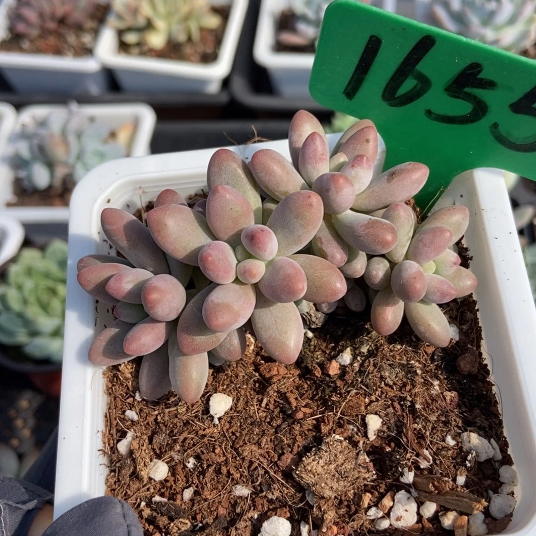 1655粉色恋人多肉植物保护