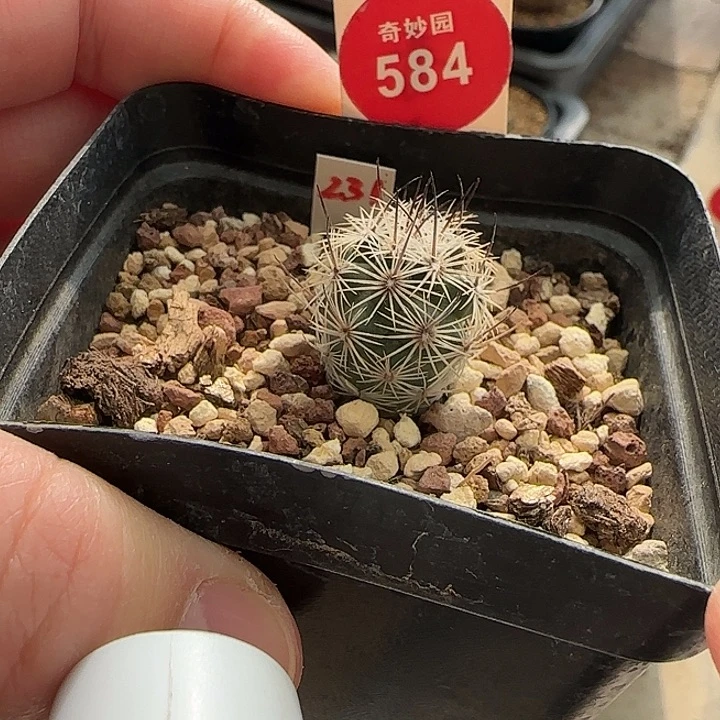 实在带中刺滕荣丸1.9cm