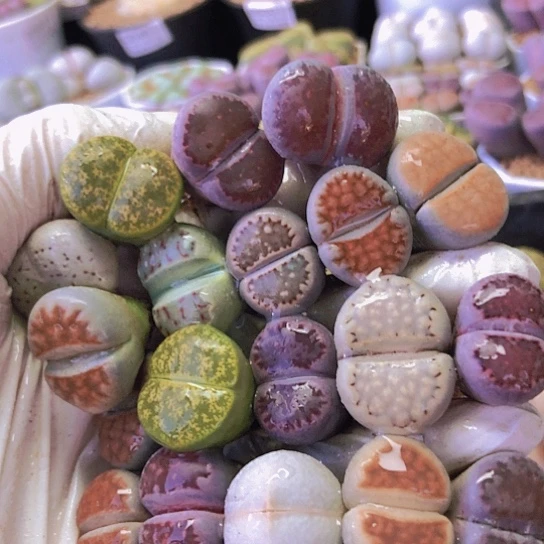 无花朵0644，1.7-2.5厘米如图19棵