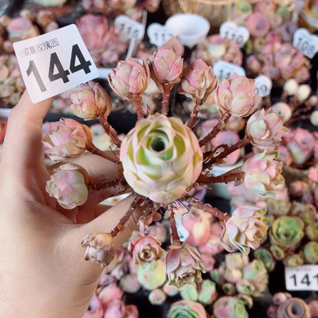 u***u144落日珊瑚飘枝手捧花。