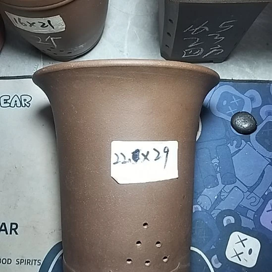 莲花金钟一个花盆