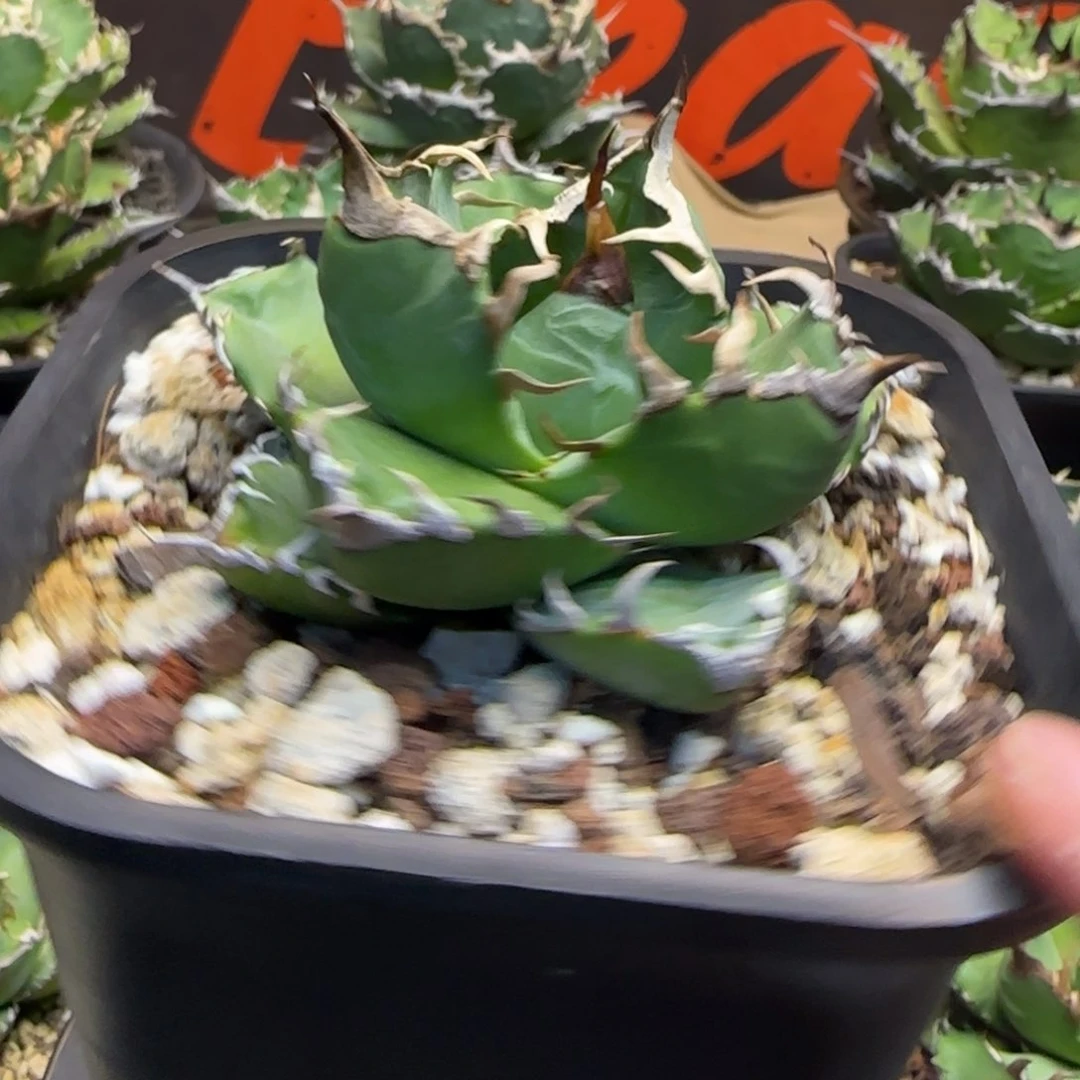 魔丸仁王冠龙舌兰