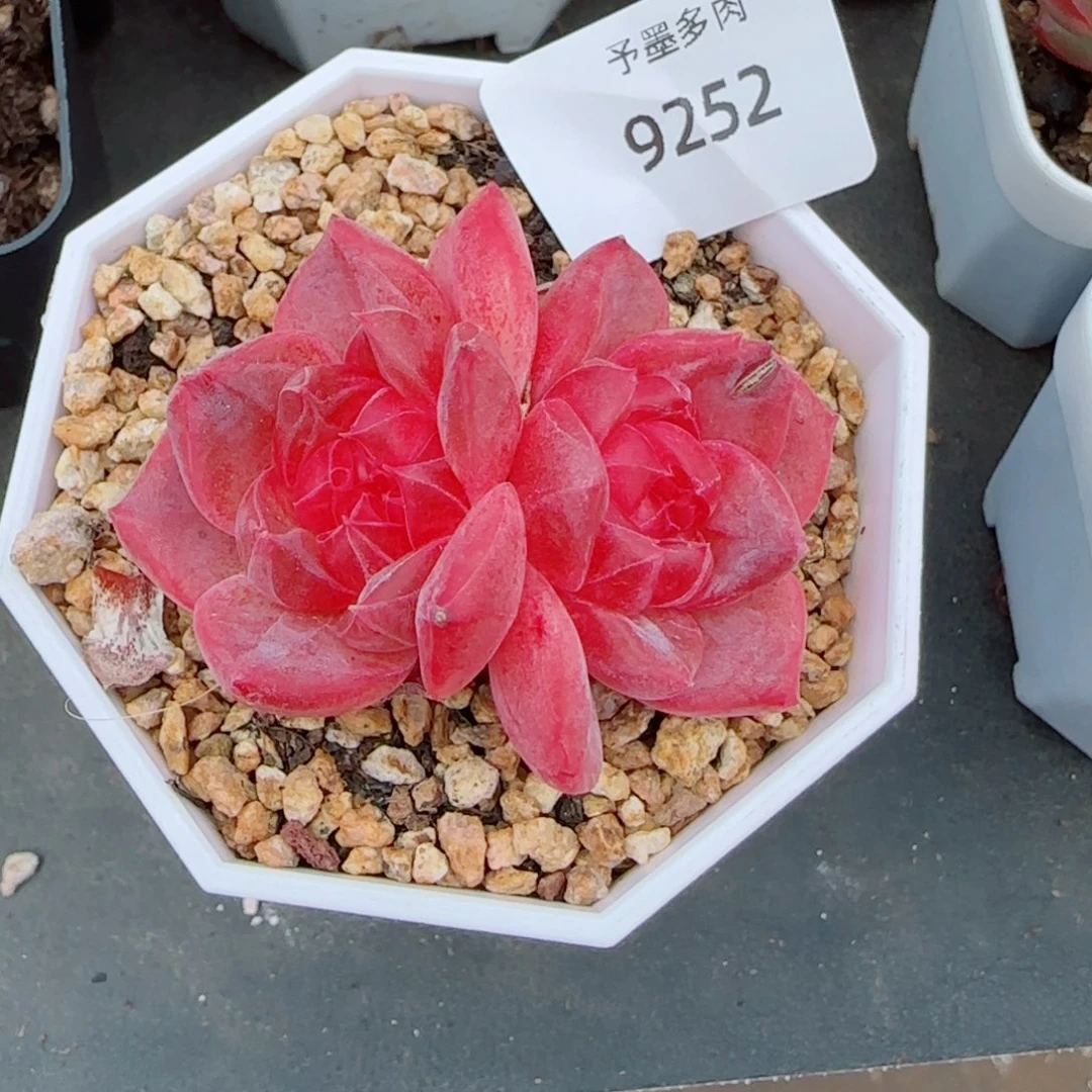 琥珀，9252多肉植物