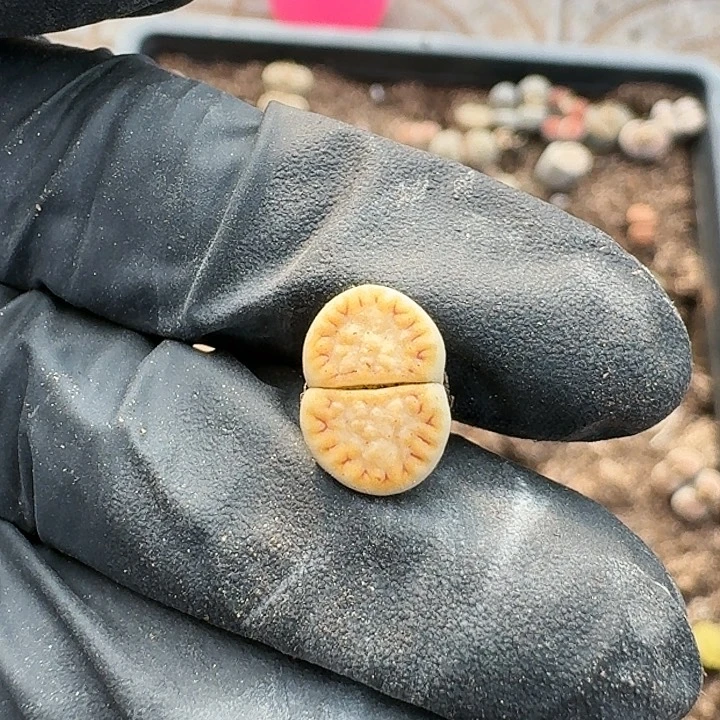 生石花1111。   125