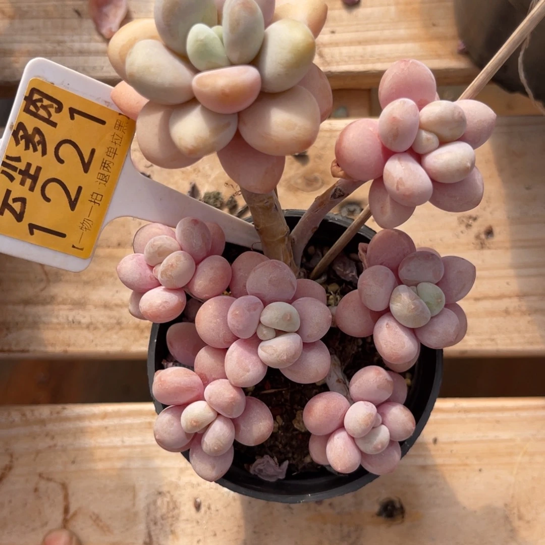 云尘多肉一物一拍1221