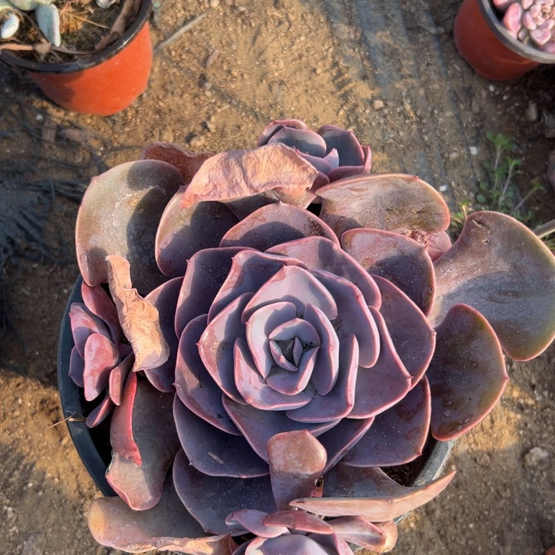 尘埃玫瑰肉在植物