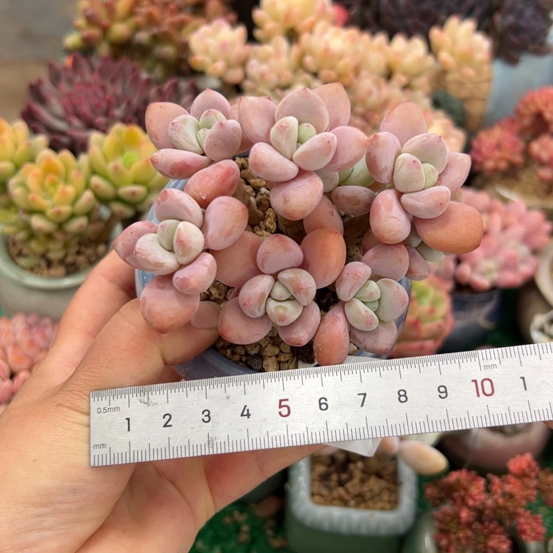 肥*桑344 多肉植物组合盆栽
