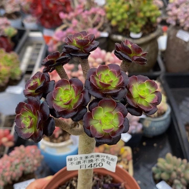 法师有砍10cm450多肉植物