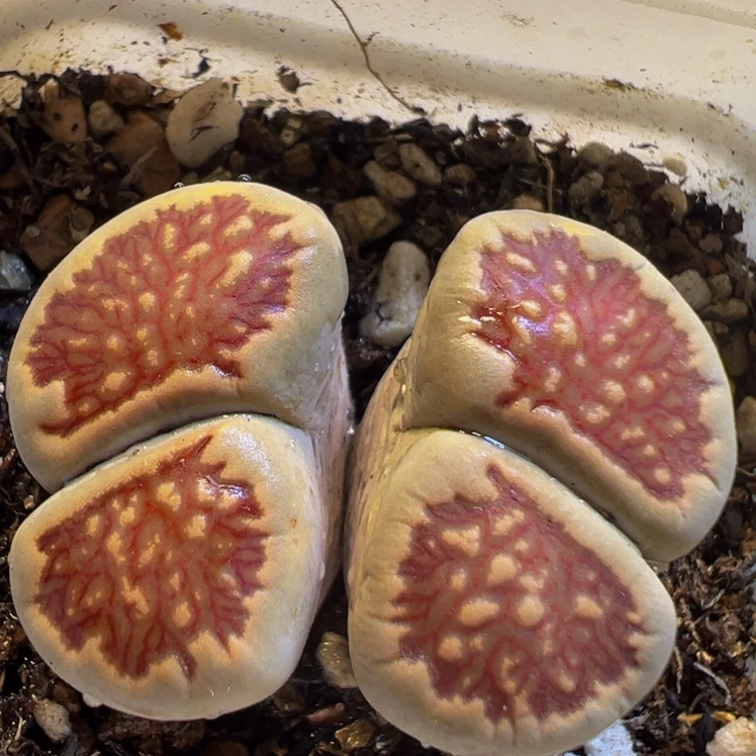 179多肉植物百科知识