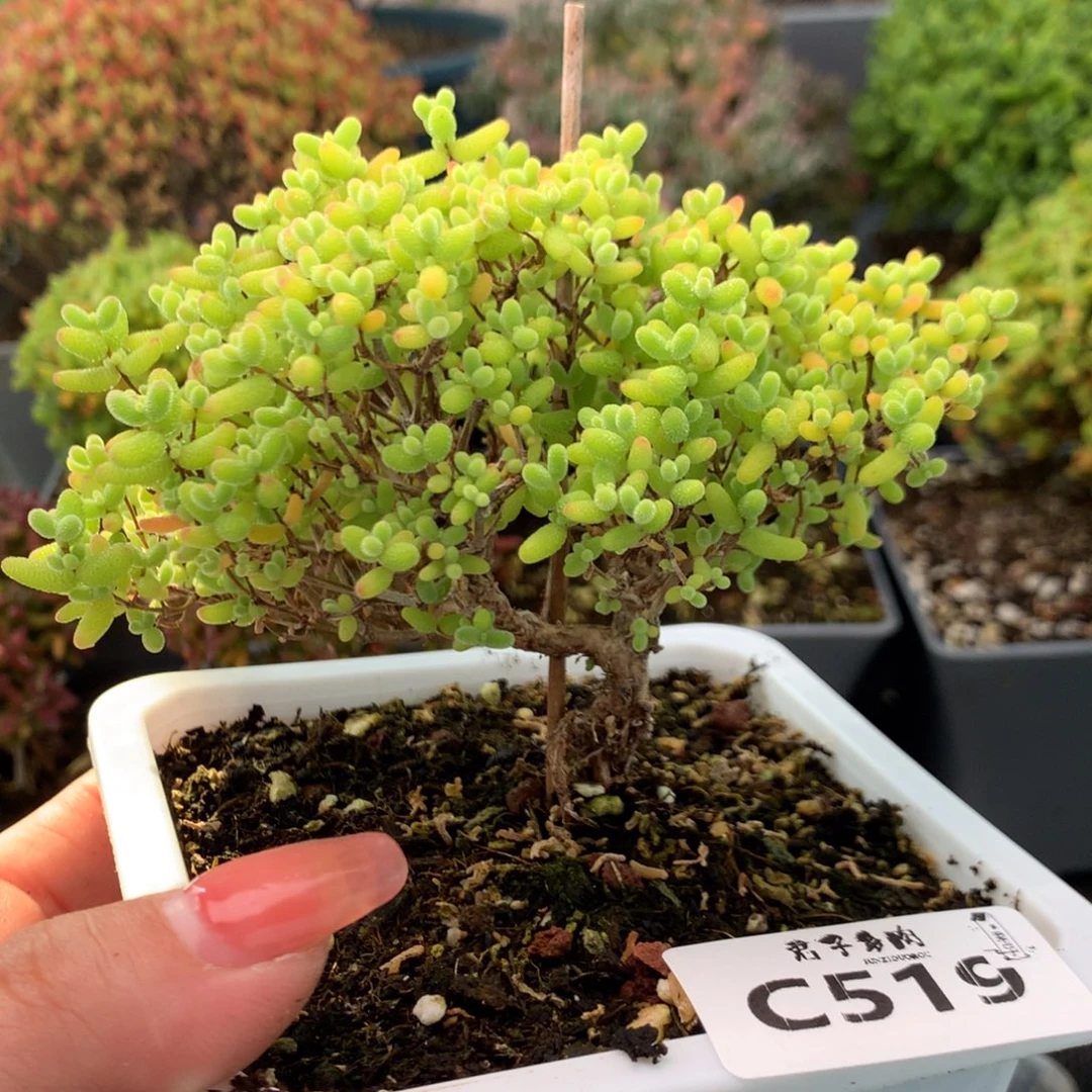 阳***森519蜜橘糖球