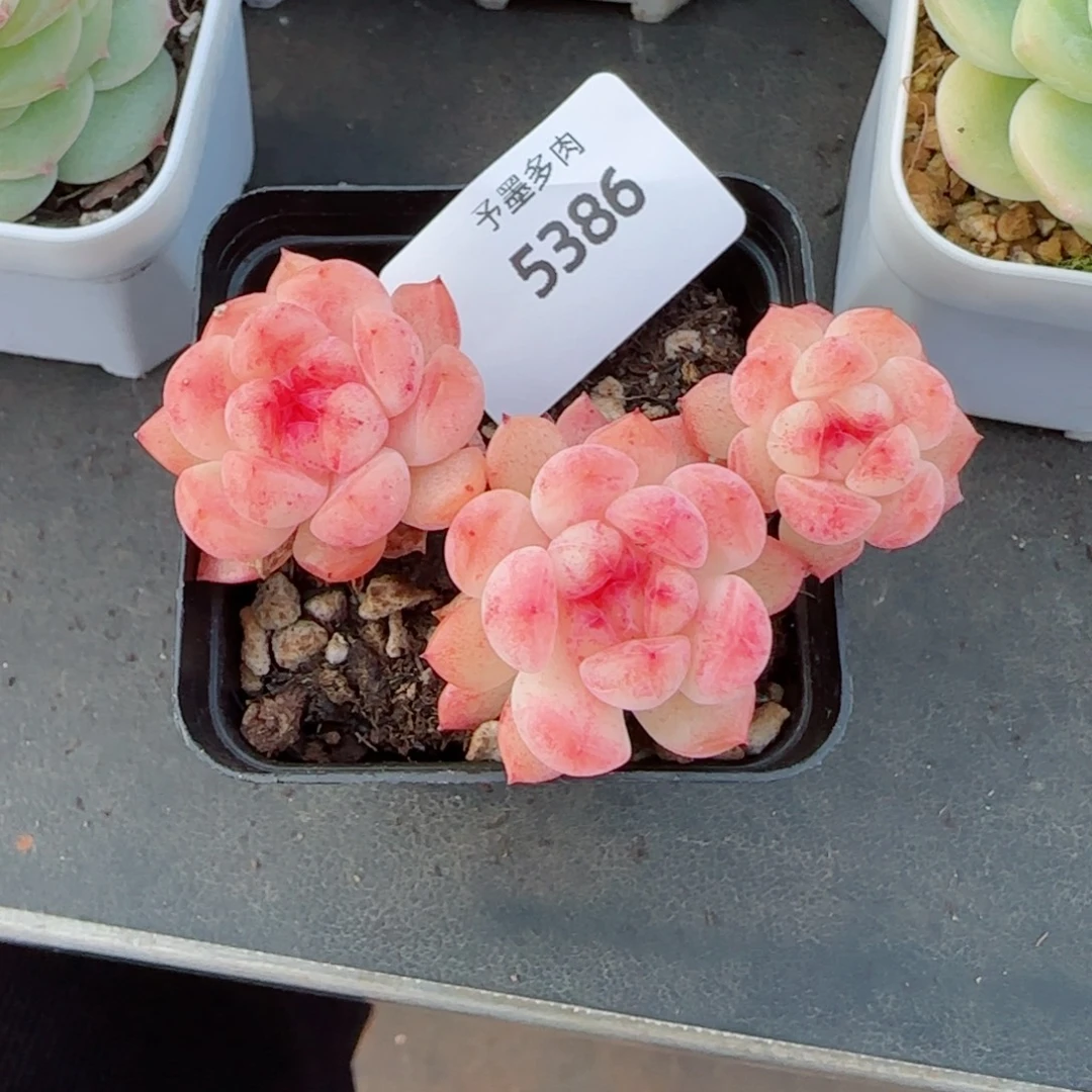 长杆甜心，5386多肉植物