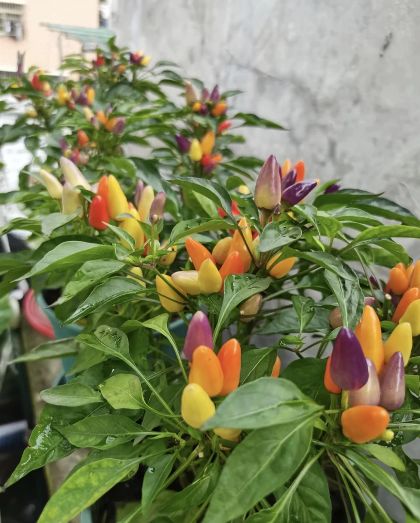 [带果五彩椒] 多年生七彩椒苗盆栽观赏多色庭院地栽花卉植物