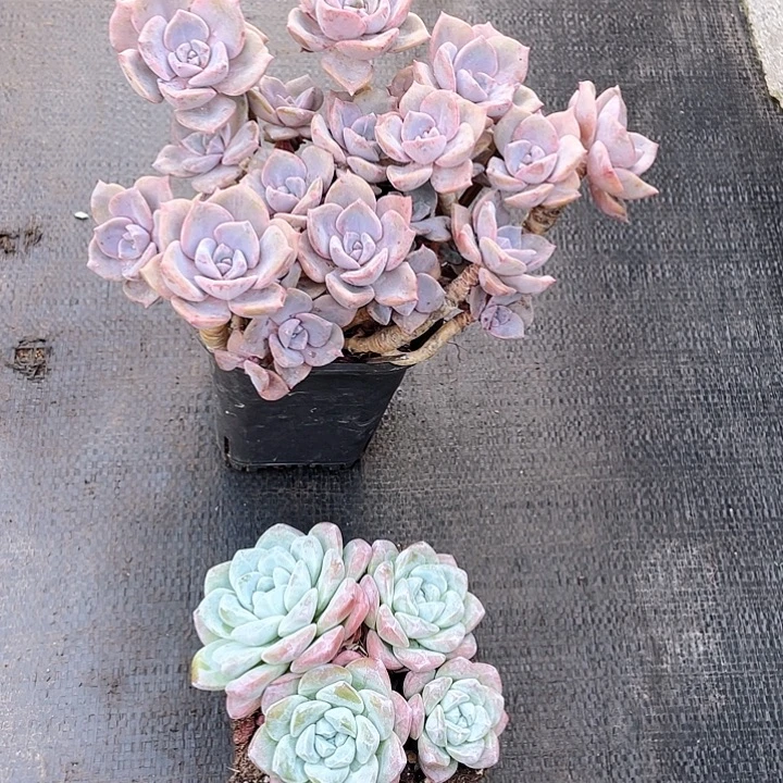 彩虹糖+冰玉2颗寄养