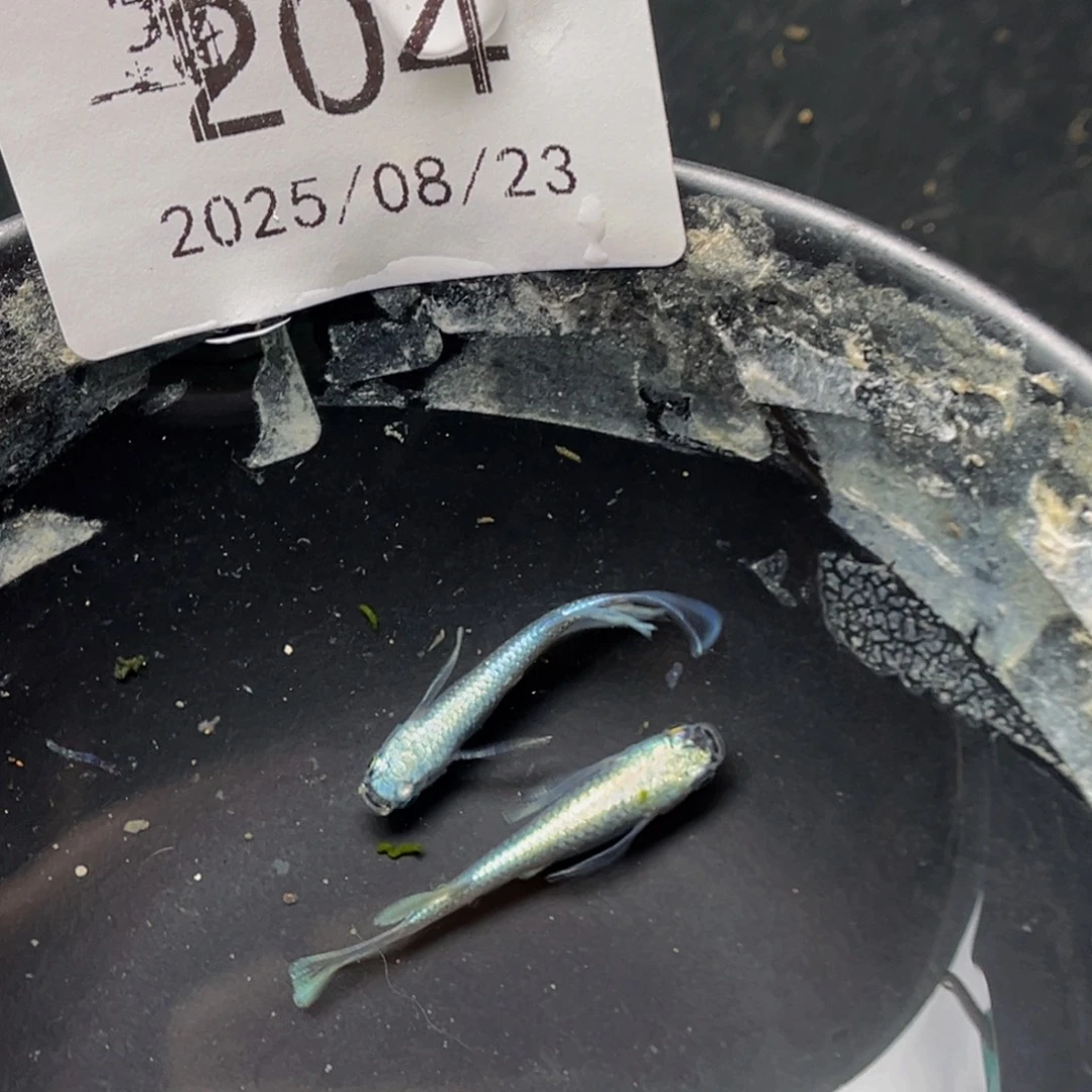 青鳉204天使之翼一对