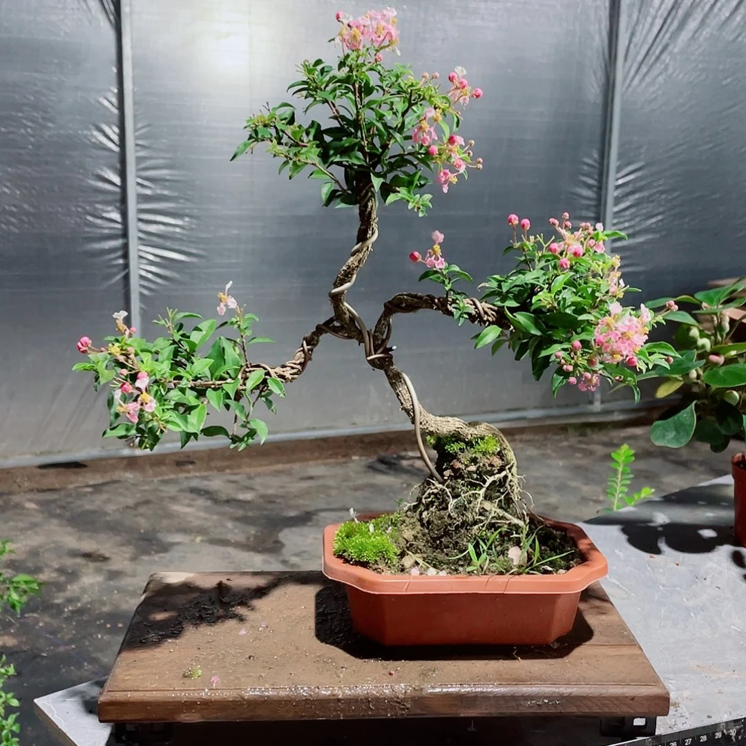 大部分花苞少量开放造型樱花盆景，按图发