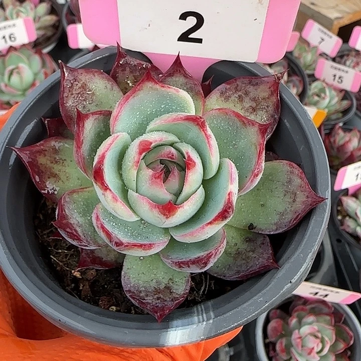 2 惊鸿仙子多肉植物7-9cm